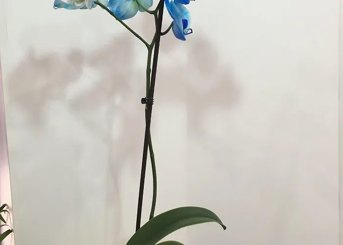 De Paris Hotel